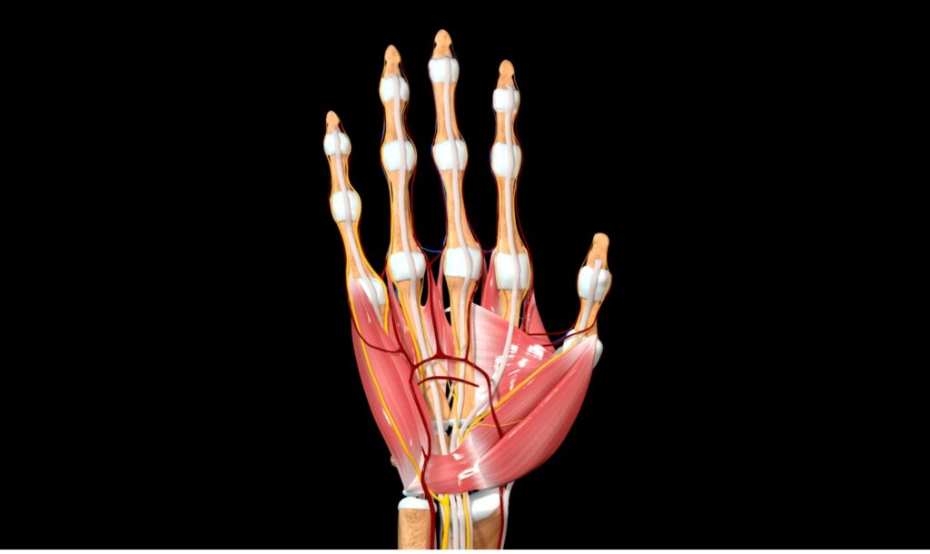 Ont i handleden anatomi