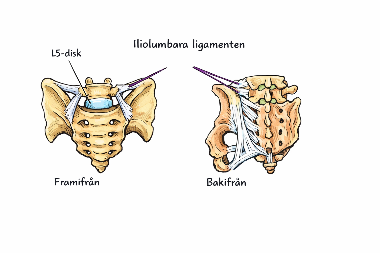 Iliolumbala ligamenten